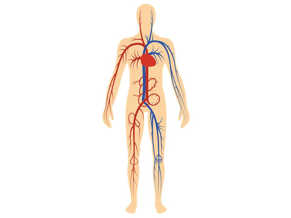 Anatomie : Circulation cardiovasculaire