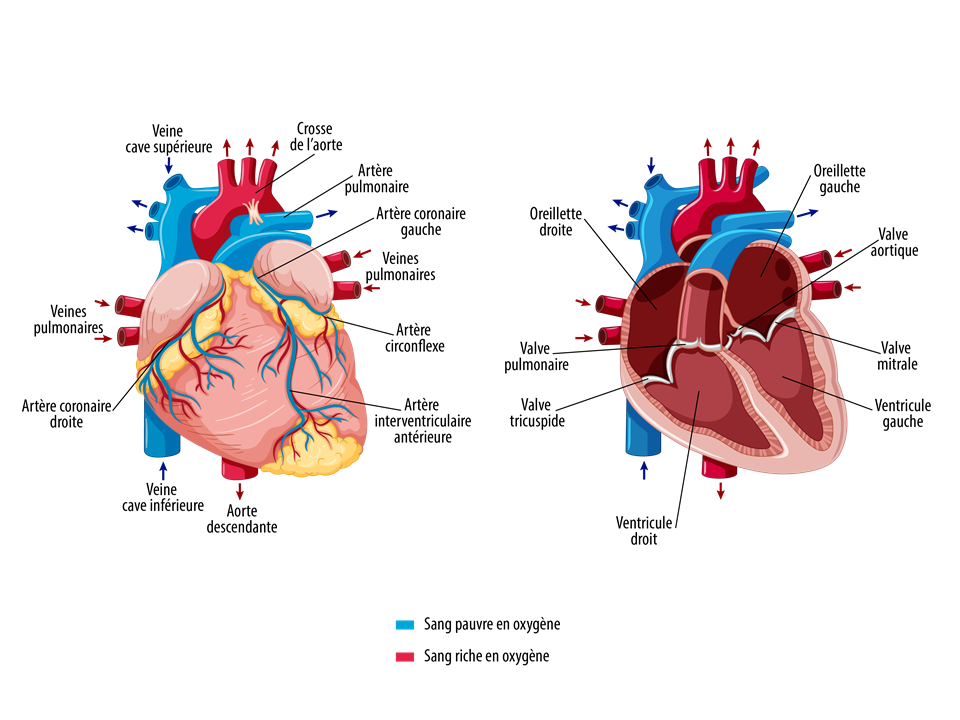 Anatomie : cœur