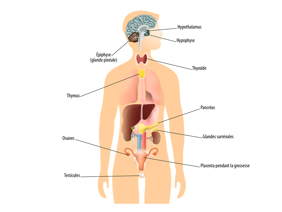 Anatomie : organes du système endocrinien