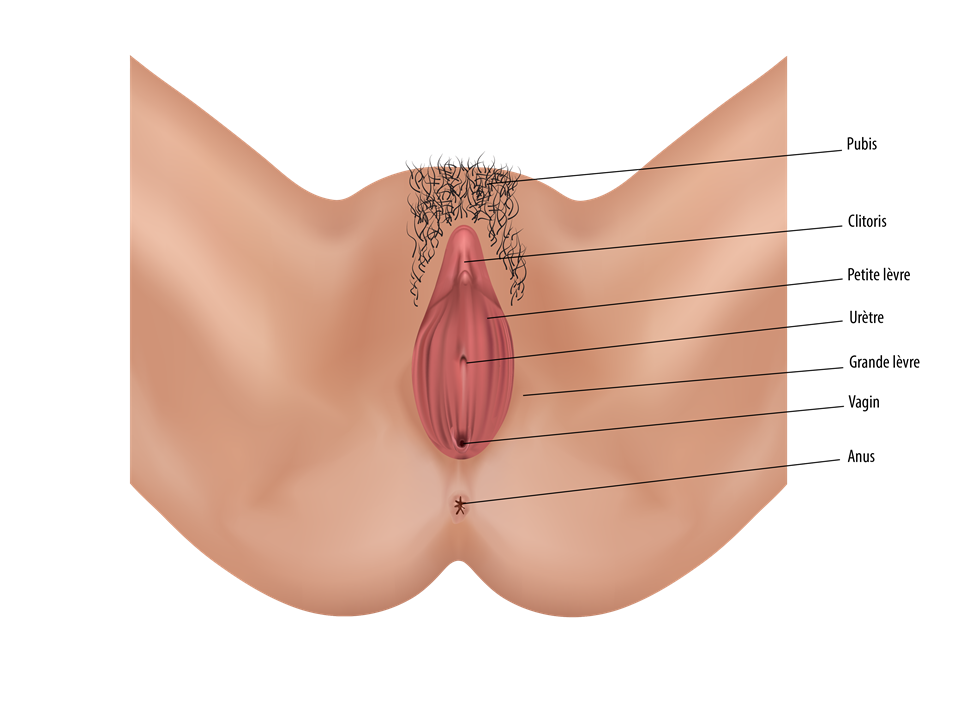 Anatomie : organes génitaux féminins externes (vulve)