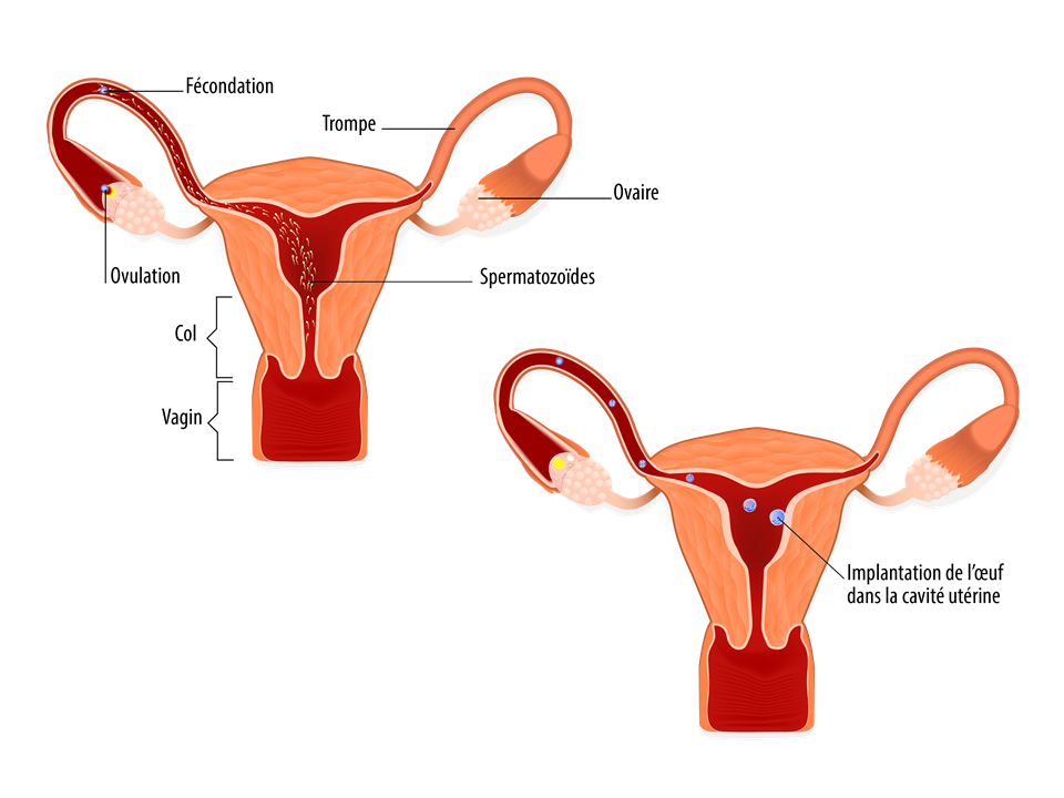 Grossesse : ovulation-fécondation-implantation