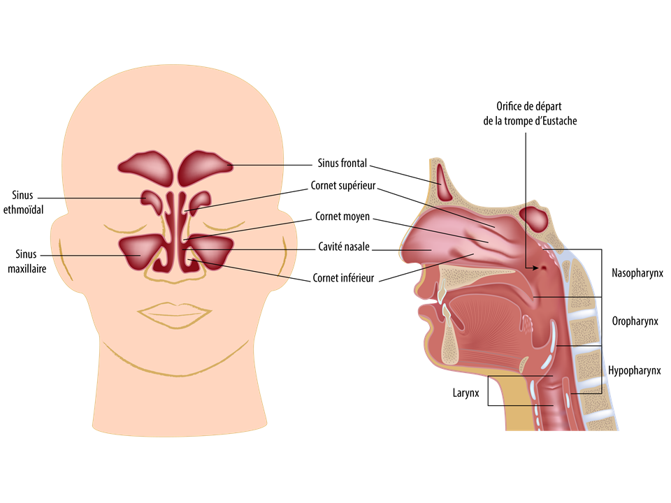 Anatomie : sinus et nasopharynx